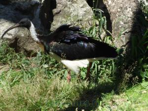 Ibis cou de paille