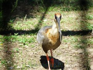 Ibis mandore