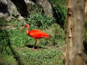 Ibis rouge
