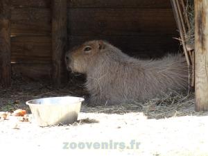 Capybara