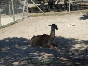 Guanaco