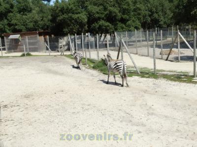 Zèbre de Grant - 2015