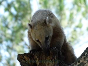 Coati roux