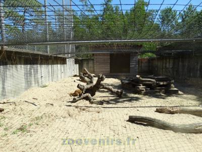 Mangouste jaune - 2015