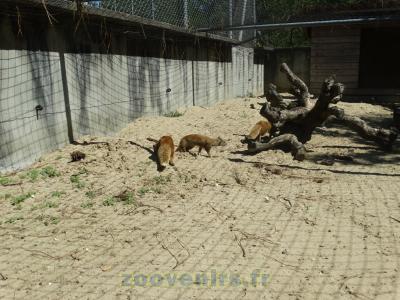 Mangouste jaune - 2015