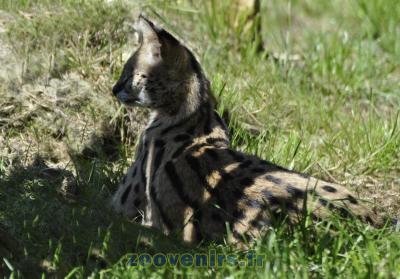 Serval - 2015