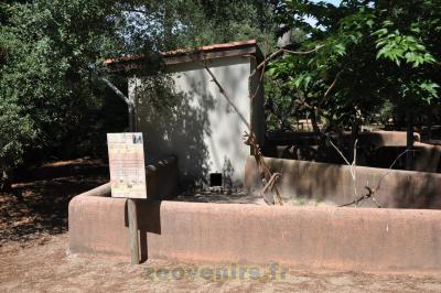 Amazone à  front bleu - 2015