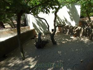 Cobaye