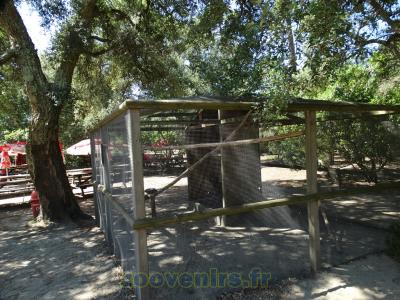 Amazone d'Hispaniola - Pione  tête bleu - 2015