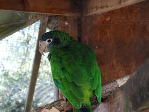 Amazone d'Hispaniola