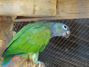 Pione  tête bleu