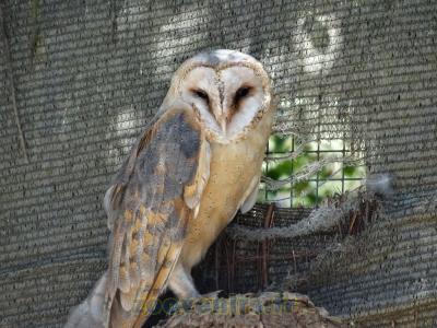 Chouette Effraie - 2015