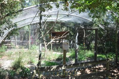 Calao trompette - 2015