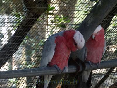 Cacatoés rosalbin - 2015