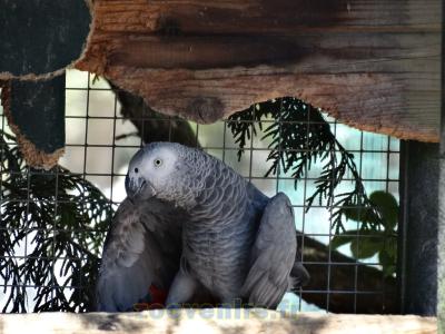 Gris du Gabon - 2015