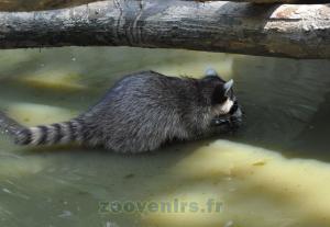 Raton laveur