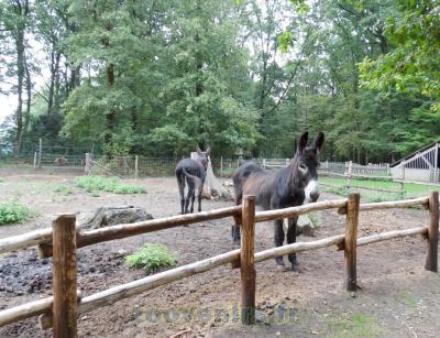 Baudet du Poitou - 2015
