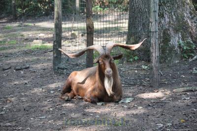 Chèvre du Rove - 2015