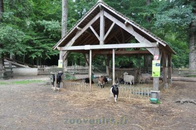 Chèvre naine - 2015