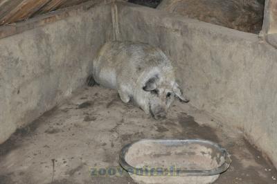 Cochon laineux - 2015