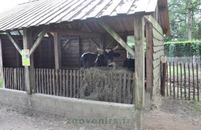 Vache Pie noire - 2015