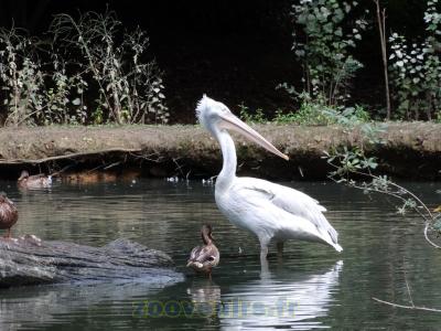 Pélican frisé - 2015