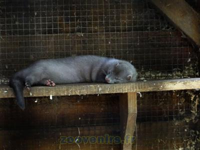 Vison d'Amérique - 2015