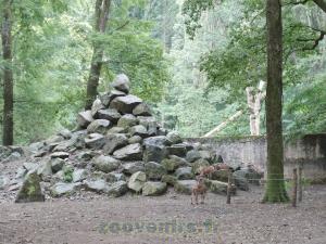 Mouflon à manchettes
