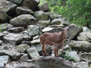 Mouflon à manchettes