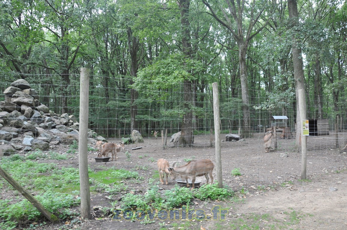 Mouflon à manchettes - 2015