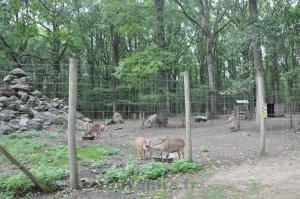 Mouflon à manchettes