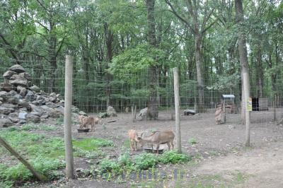 Mouflon à manchettes - 2015