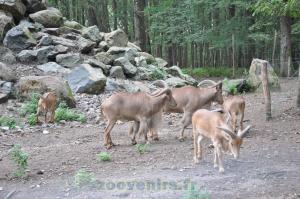 Mouflon à manchettes 
