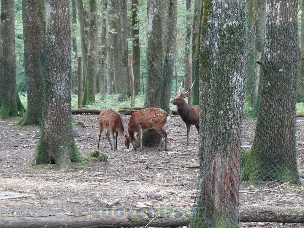 Cerf sika - 2015