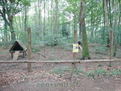 Chien viverrin - 2015