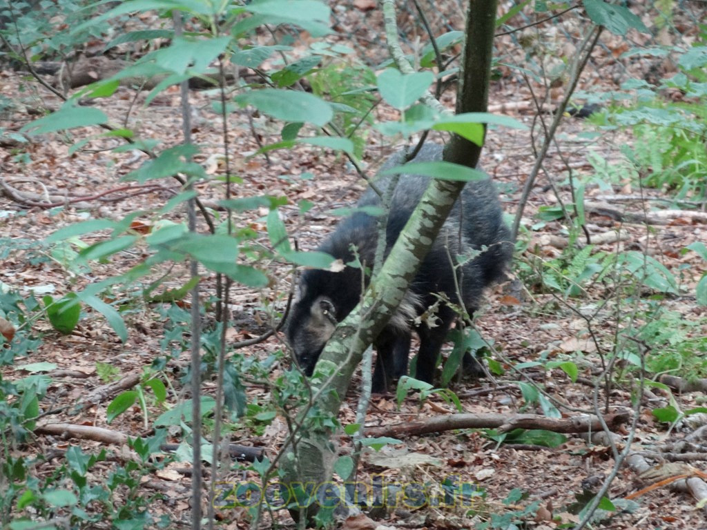 Chien viverrin - 2015