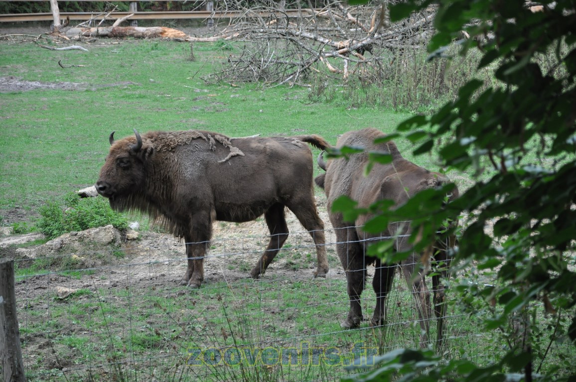 Bison d'Europe - 2015
