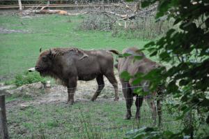 Bison d'Europe 
