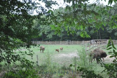 Bison d'Europe - 2015