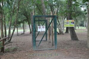 Daim - Mouflon de Corse