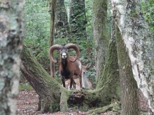 Mouflon de Corse
