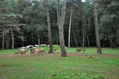 Mouflon de Corse - 2015