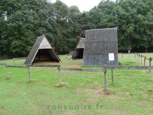 Wallaby à cou rouge