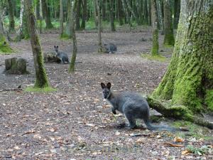Wallaby à cou rouge
