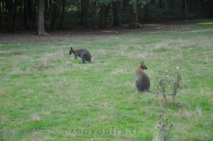Wallaby à cou rouge