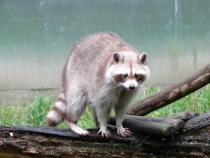 Raton laveur