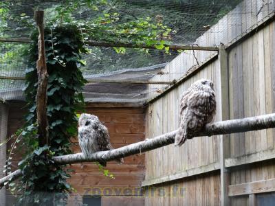 Chouette de l'Oural - 2015