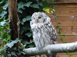 Chouette de l'Oural 