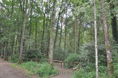 Hibou Grand duc - 2015