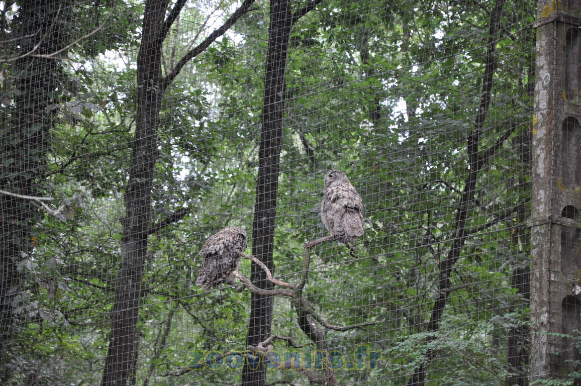 Hibou Grand duc - 2015